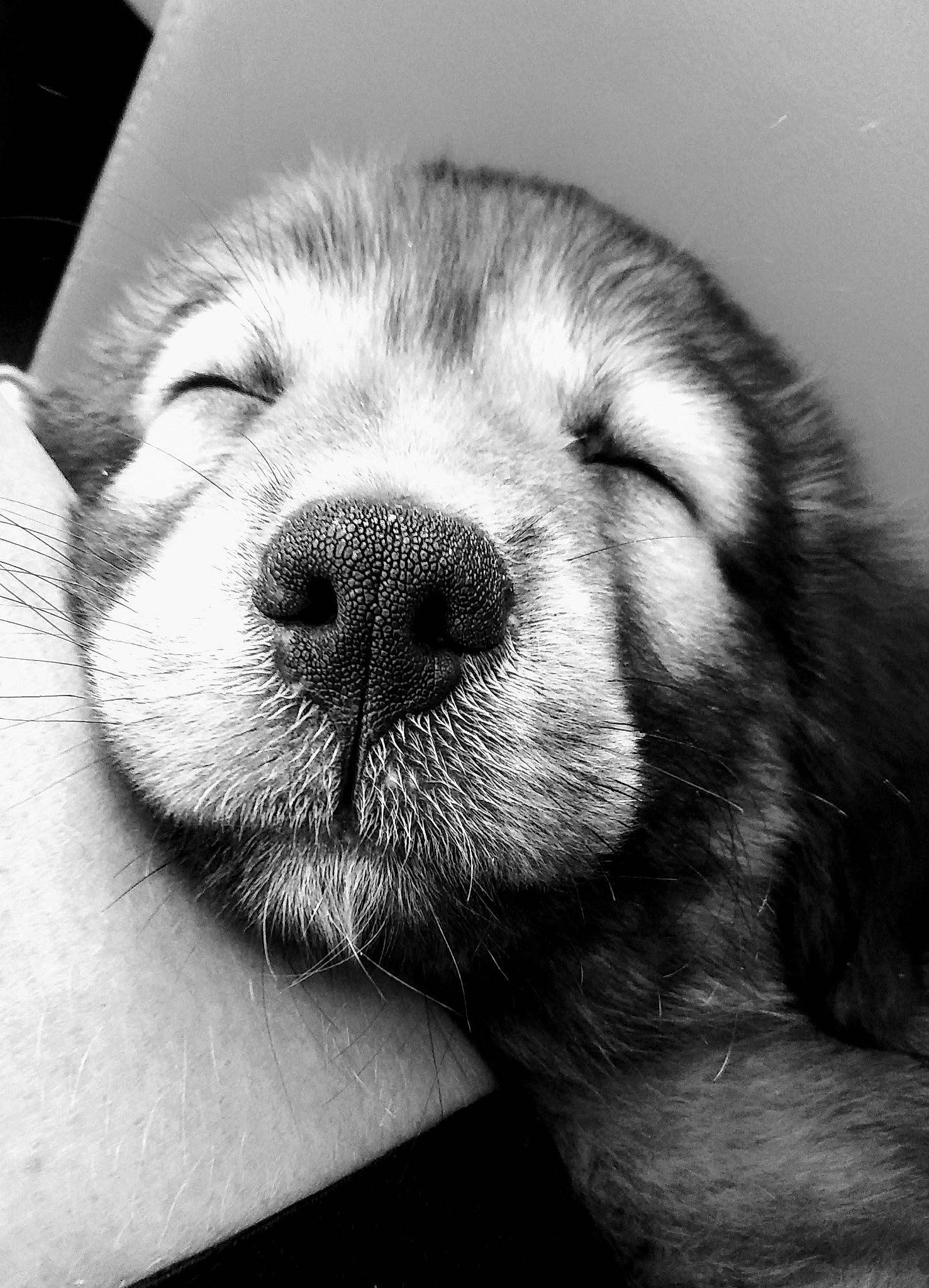 Goose is registered to the contest to win money with this photo: carnivore, comfort, companion_dog, dog, dog_breed, fur, monochrome, monochrome_photography, paw, puppy, selfie, snout, terrestrial_animal, whiskers, working_animal