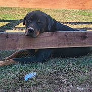 Ruger joined the competition — help win amazing prizes! animal, calm, canine, daylight, dog, feather, fence, grass, head, laying_down, looking, mammal, nature, outdoor, peaceful, pet, quiet, resting, rottweiler, wood