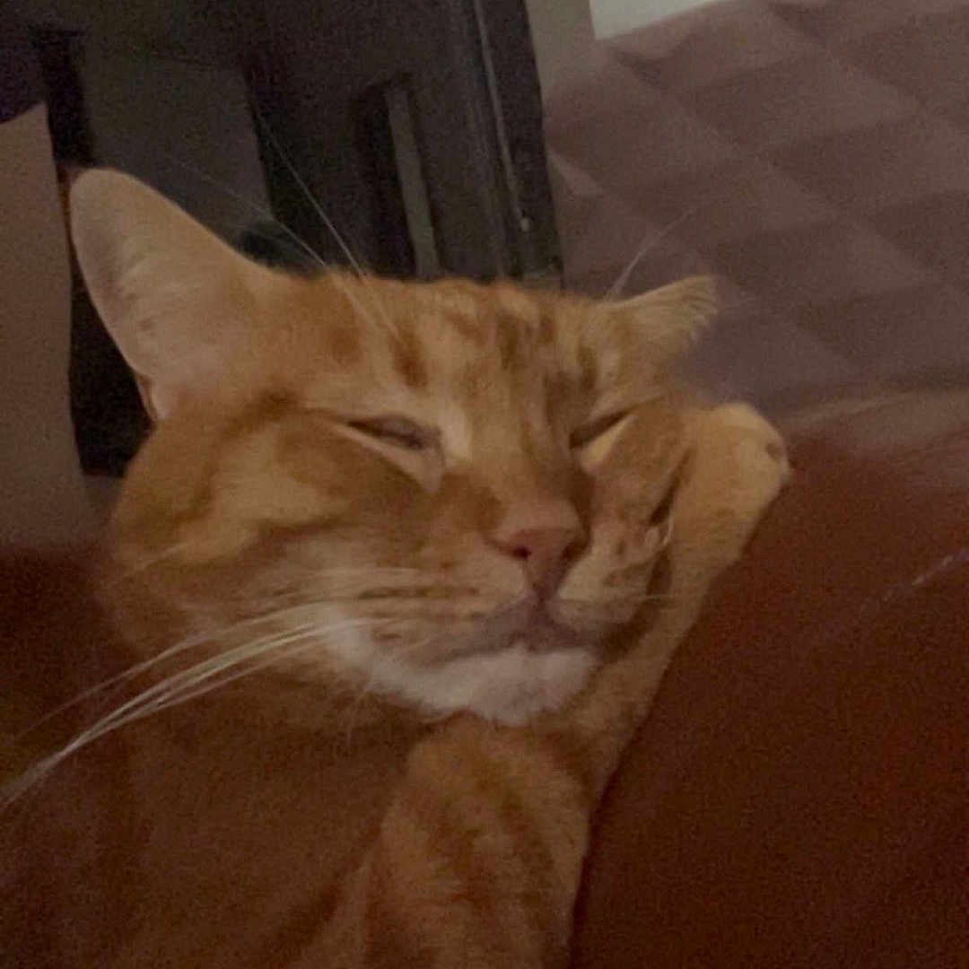 Simba a rejoint le concours — aidez-le/la à gagner de superbes lots ! cat, orange_tabby, sleepy, couch, indoor, pet, feline, whiskers, relaxed, animal, mammal, fur, ears, nose, paw, home, cozy, resting, domestic, cute
