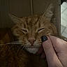 cat, ginger_cat, pet, animal, whiskers, closed_eyes, hand, fingernail, black_nail_polish, cardboard_box, cozy, close_up, indoor, soft_lighting, relaxed, cute, feline, face, touch, domestic_animal