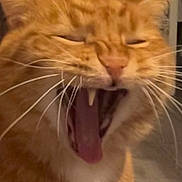 Simba participe au concours pour gagner de l'argent avec cette photo : cat, orange_tabby, yawning, close_up, indoor, pet, animal, whiskers, teeth, tongue, fur, portrait, background_poster, wall, phone_screen, digital_photo, indoor_lighting, face, mouth_open, eyes_closed