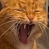 cat, orange_tabby, yawning, close_up, indoor, pet, animal, whiskers, teeth, tongue, fur, portrait, background_poster, wall, phone_screen, digital_photo, indoor_lighting, face, mouth_open, eyes_closed