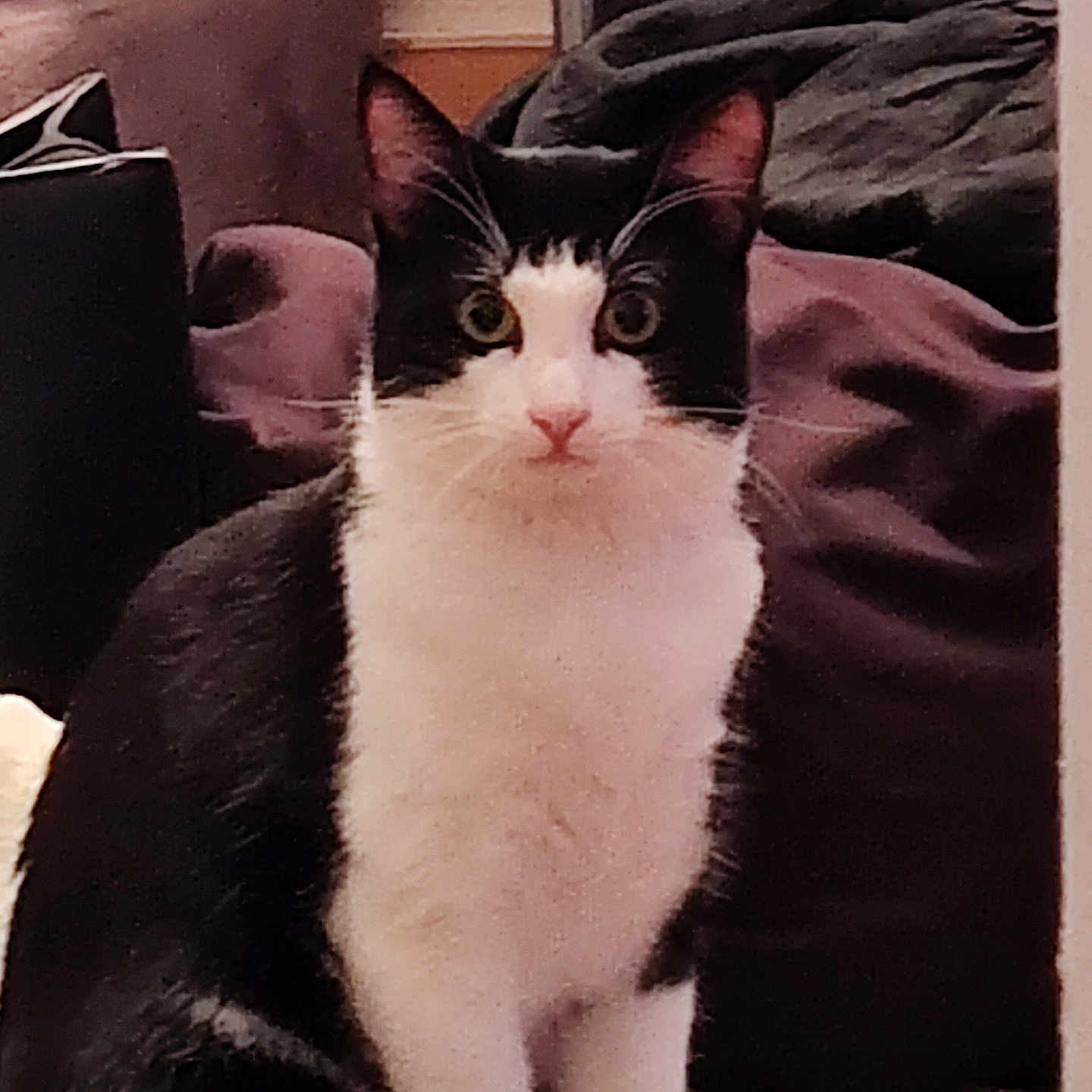 Baddadan joined the competition — help win amazing prizes! animal, black_and_white, blanket, cat, comfort, cozy, curious, domestic, ears, eyes, feline, floor, furniture, house, indoor, mammal, pet, portrait, sitting, whiskers