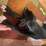 Freya joined the competition — help win amazing prizes! barefoot, comfort, fawn, finger, floor, flooring, foot, fun, gesture, hardwood, human_leg, knee, nail, sculpture, thigh, thumb, toe, wood, working_animal, wrist