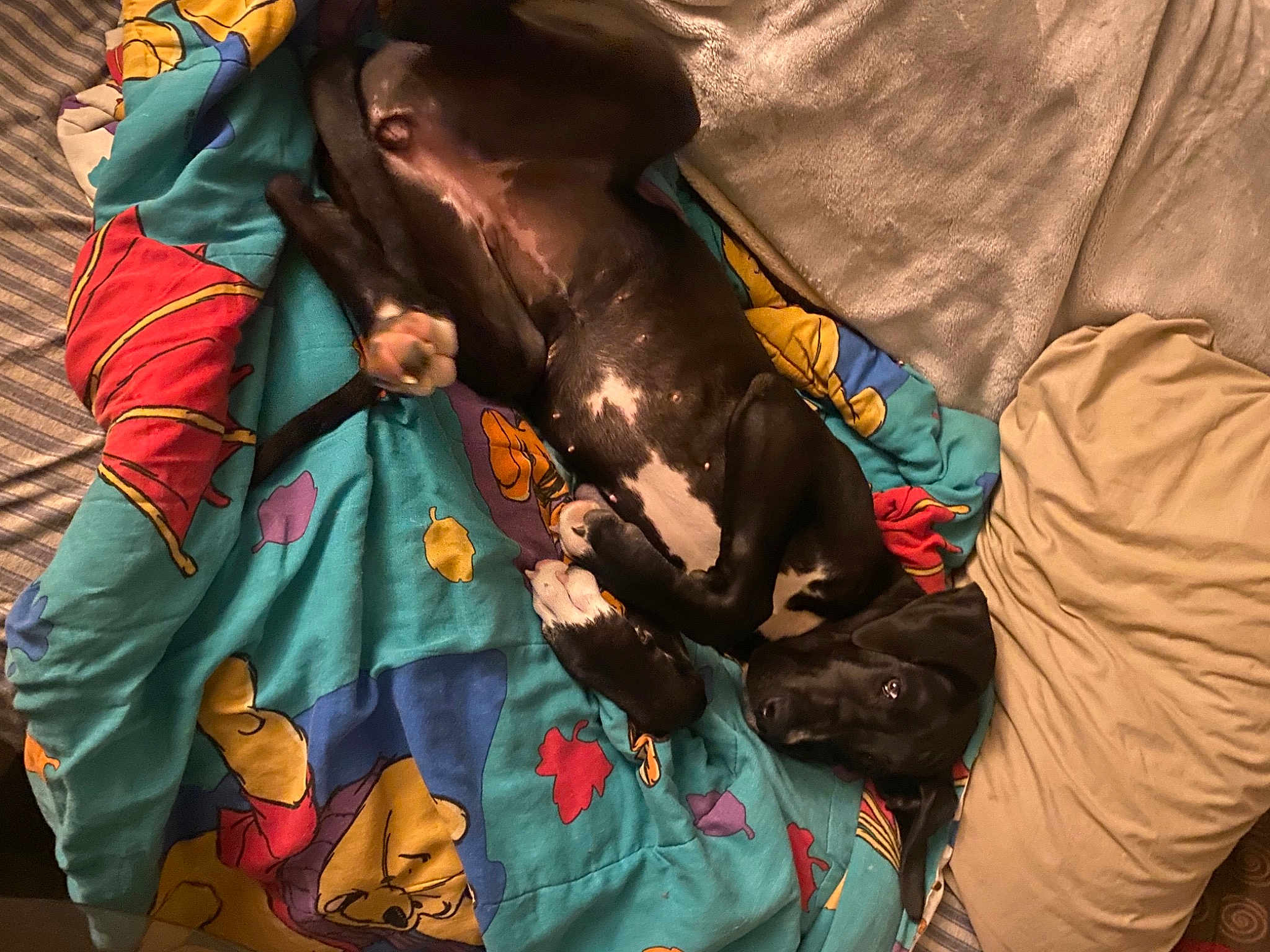 Freya