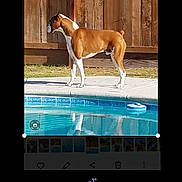 Chance is registered to the contest to win money with this photo: dog, pool, water, fence, outdoor, pet, animal, brown, white, side_view, concrete, grass, sunlight, reflection, summer, canine, backyard, standing, daytime, nature