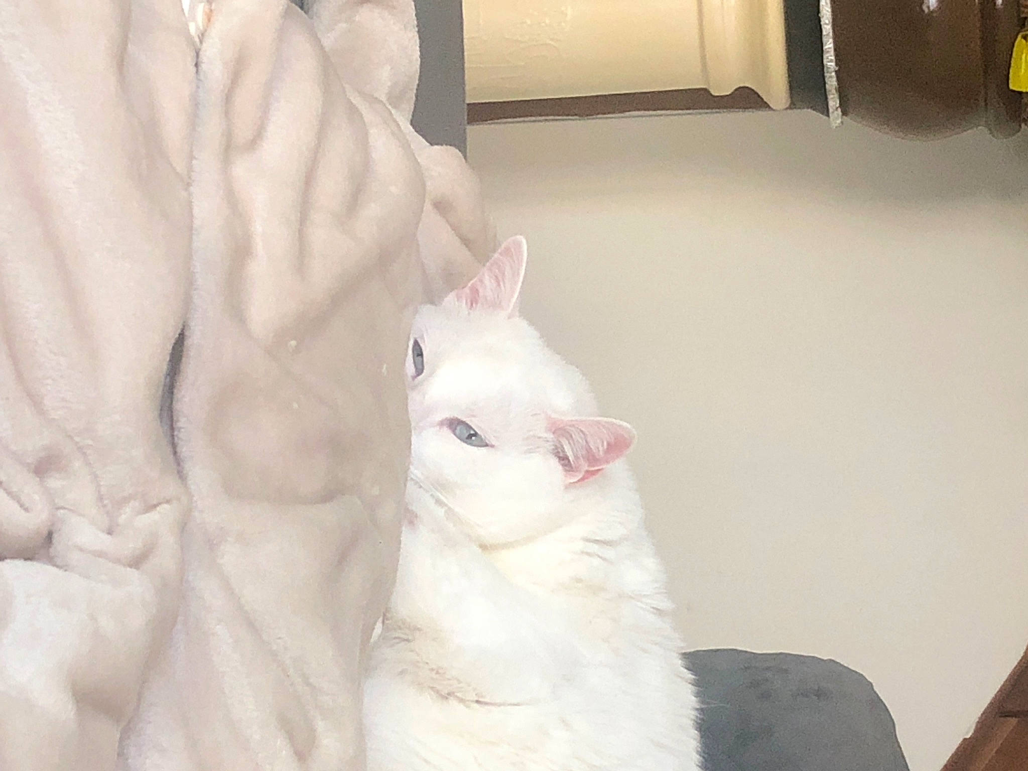 Pelo a rejoint le concours — aidez-le/la à gagner de superbes lots ! burmilla, canidae, carnivore, cat, ear, eye, felidae, fur, head, khao_manee, kitten, nose, room, skin, small_to_medium_sized_cats, tail, turkish_angora, turkish_van, whiskers, white