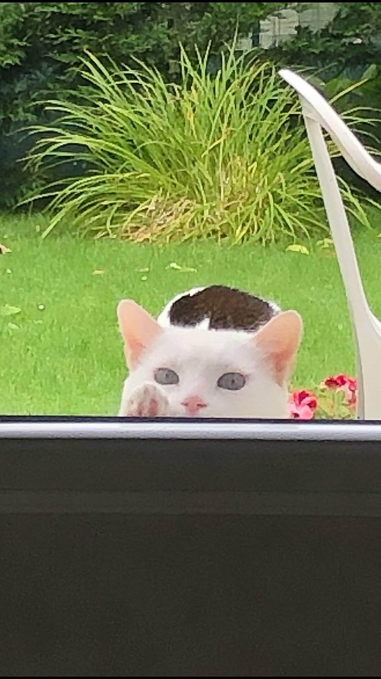 Pelo a rejoint le concours — aidez-le/la à gagner de superbes lots ! canidae, carnivore, cat, companion_dog, domestic_short_haired_cat, eye, fawn, felidae, fur, grass, paw, photo_caption, plant, rectangle, rodent, small_to_medium_sized_cats, snout, tail, whiskers, window