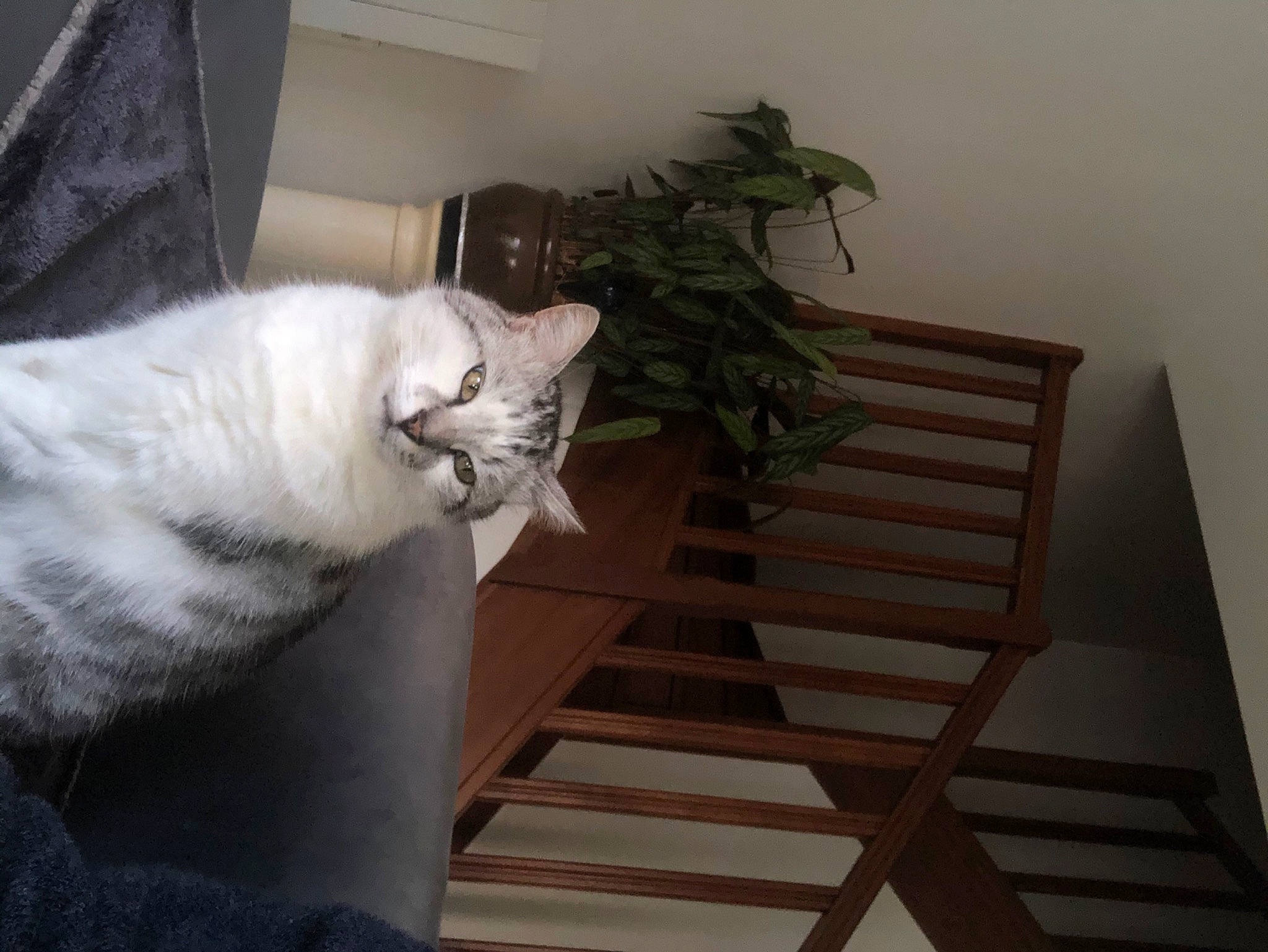 Minus participe au concours pour gagner de l'argent avec cette photo : american_curl, canidae, carnivore, cat, comfort, domestic_short_haired_cat, european_shorthair, felidae, fur, hardwood, home, house, small_to_medium_sized_cats, stairs, tail, turkish_angora, turkish_van, whiskers, white, wood