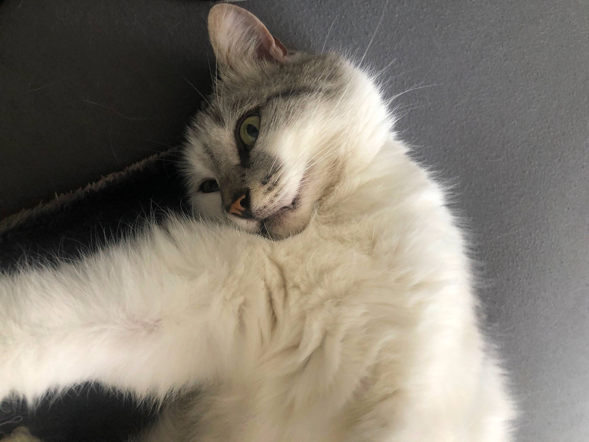 Minus participe au concours pour gagner de l'argent avec cette photo : american_curl, asian, british_semi_longhair, carnivore, cat, domestic_long_haired_cat, eye, felidae, fur, kitten, mammal, norwegian_forest_cat, paw, ragamuffin, ragdoll, siberian, small_to_medium_sized_cats, snout, turkish_angora, whiskers