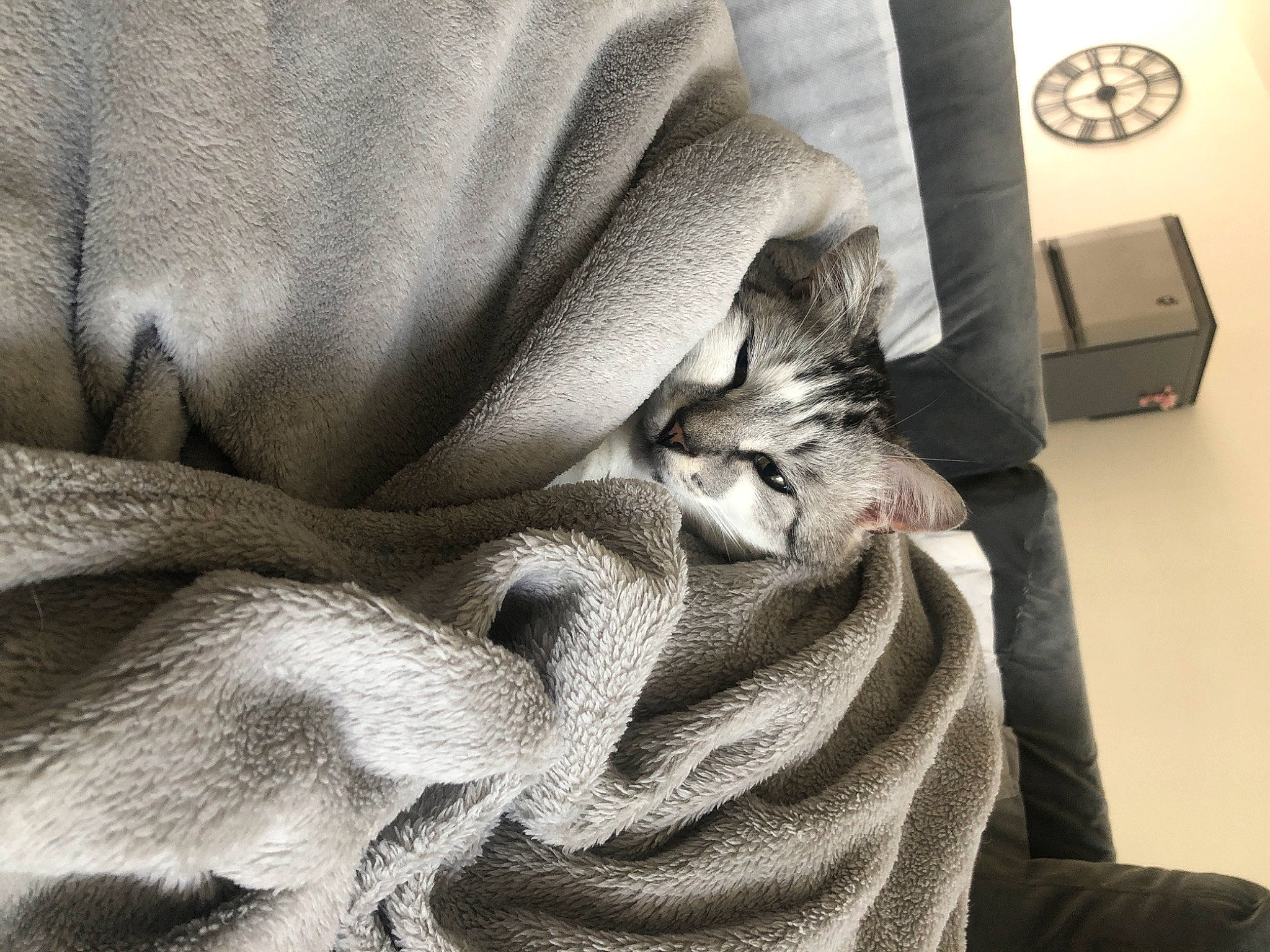 Minus participe au concours pour gagner de l'argent avec cette photo : blanket, carnivore, cat, curtain, ear, felidae, fur, kitten, linens, nap, russian_blue, small_to_medium_sized_cats, sphynx, textile