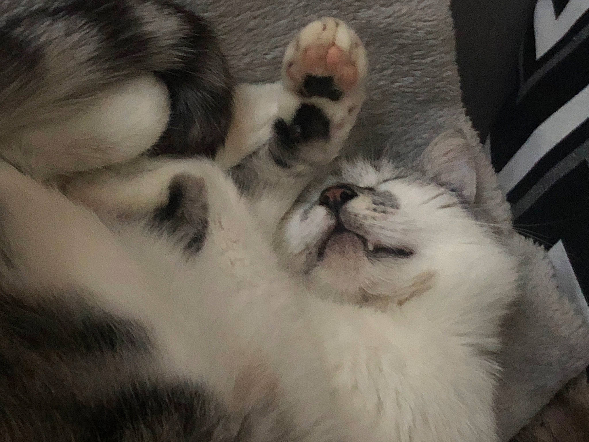 Minus a rejoint le concours — aidez-le/la à gagner de superbes lots ! birman, canidae, carnivore, cat, claw, companion_dog, dog_breed, fawn, felidae, fur, kitten, mammal, paw, puppy, puppy_love, small_to_medium_sized_cats, snout, whiskers