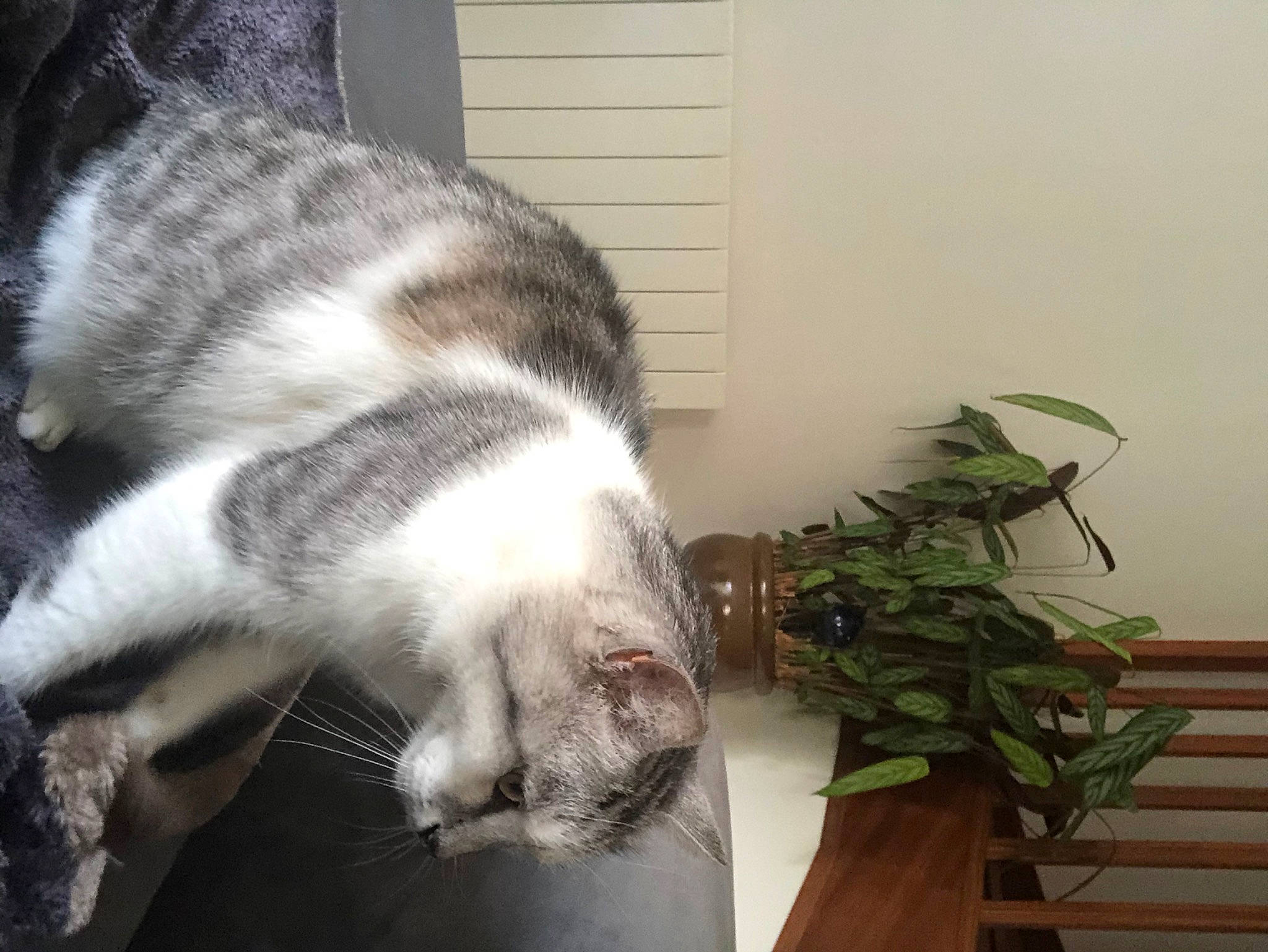 Minus a rejoint le concours — aidez-le/la à gagner de superbes lots ! american_shorthair, carnivore, cat, domestic_short_haired_cat, european_shorthair, felidae, fur, plant, small_to_medium_sized_cats, tail, whiskers