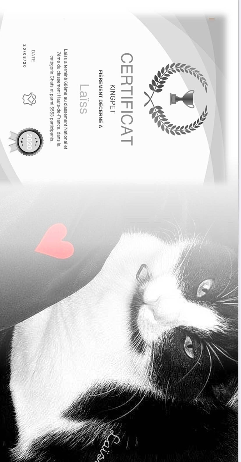 Laïss a rejoint le concours — aidez-le/la à gagner de superbes lots ! black_and_white, cat, fur, illustration, nose, photography, snout, style, tail, whiskers