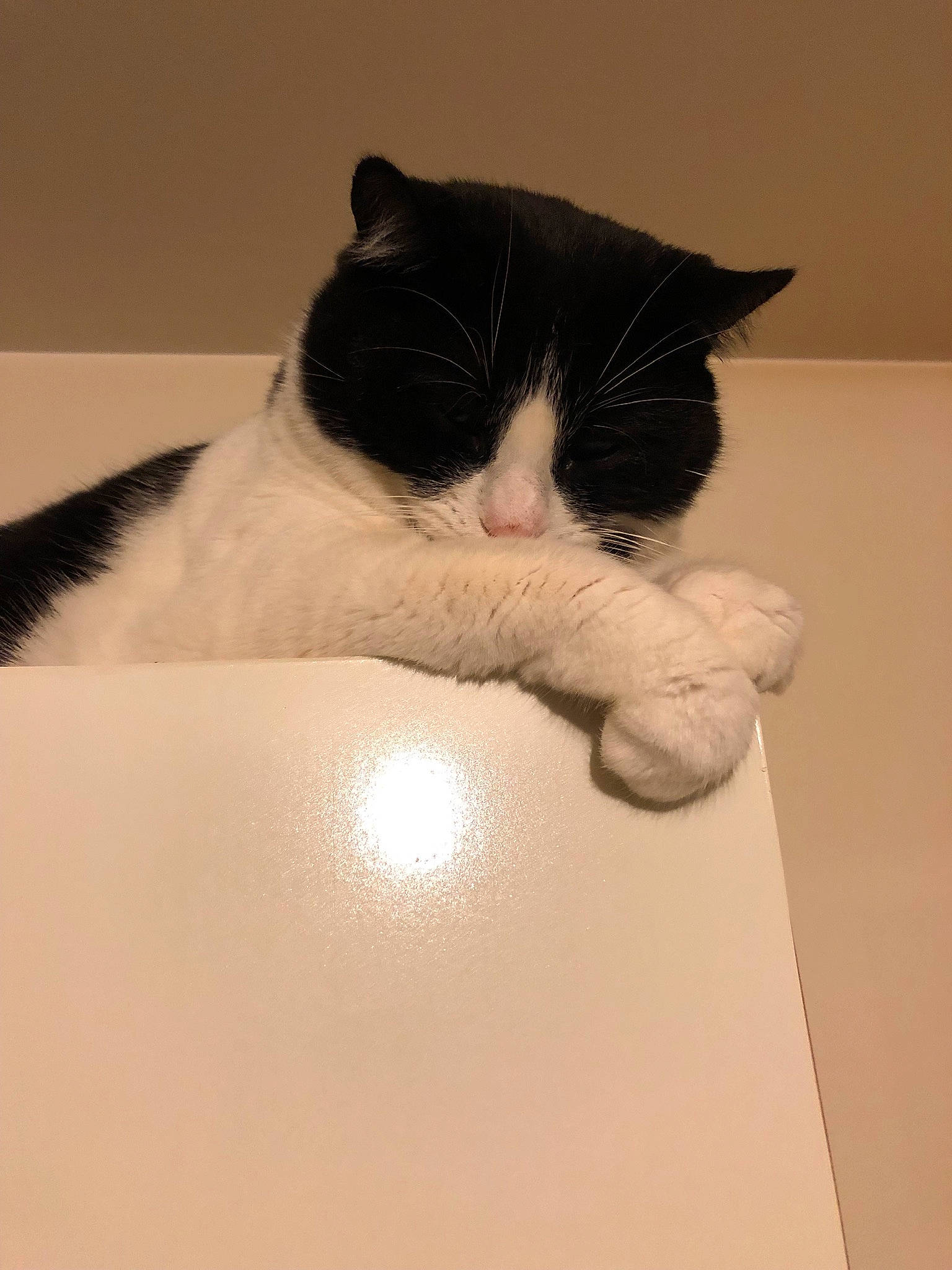 Laïss participe au concours pour gagner de l'argent avec cette photo : carnivore, cat, domestic_short_haired_cat, european_shorthair, felidae, fur, japanese_bobtail, kitten, paw, polydactyl_cat, small_to_medium_sized_cats, snout, tail, whiskers