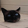 animal, background_blur, black_fur, blue_eyes, cat, closeup, curious, cute, ears, floor, funny, head, illusion, indoor, mysterious, pet, tile, wall, whiskers, window