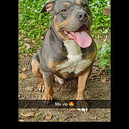 Paco participe au concours pour gagner de l'argent avec cette photo : animal, canine, closeup, cute, dirt, dog, domestic_animal, friendly, greenery, happy, leaves, nature, outdoor, pet, plants, portrait, sitting, summer, tongue_out, white_flowers