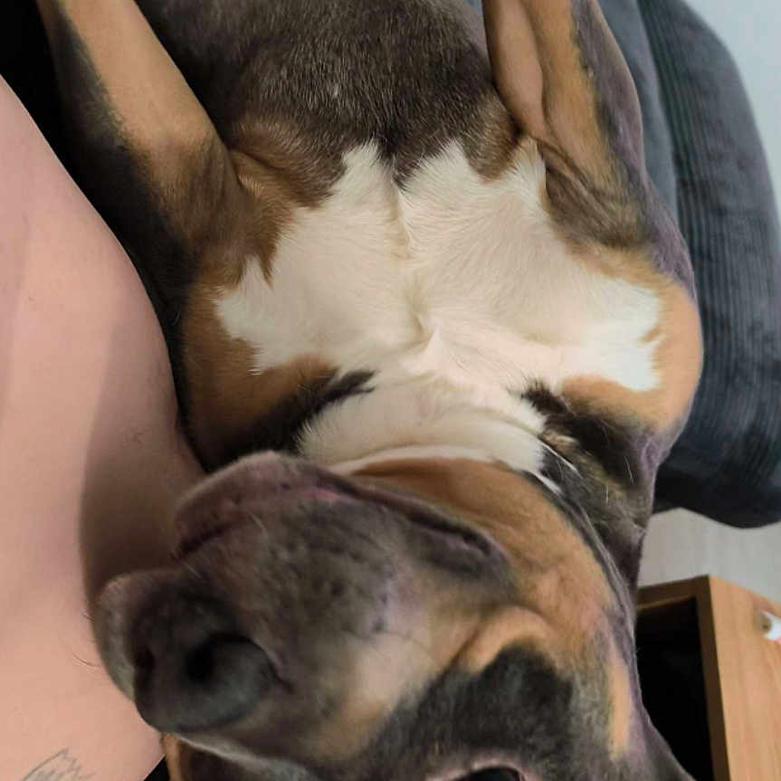 Paco participe au concours pour gagner de l'argent avec cette photo : dog, pet, lying_down, indoor, couch, person, lap, relaxed, brown, black, white, fur, nose, ears, home, furniture, casual, comfort, animal, companion