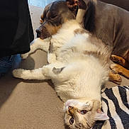 Clochette a rejoint le concours — aidez-le/la à gagner de superbes lots ! dog, cat, couch, pet, sleeping, relaxed, indoor, furry, cozy, companions, resting, blanket, animal, friendship, domestic, cute, fur, comfort, home, cute_animals