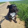 animal, blue_sky, canine, closeup, clouds, daylight, dog, friendly, grass, harness, leash, nature, outdoor, path, pet, portrait, rural, shadow, sitting, sunny