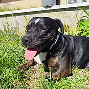 Prada participe au concours pour gagner de l'argent avec cette photo : animal, black_dog, canine, close_up, collar, content, daylight, dog, garden, grass, happy, nature, outdoor, pet, plant_pot, resting, smiling, sunlight, tongue_out, wall