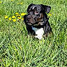 Prada a rejoint le concours — aidez-le/la à gagner de superbes lots ! animal, black_dog, canine, collar, dandelion, dog, field, flora, grass, greenery, nature, outdoor, peaceful, pet, relaxed, sitting, spring, summer, sunlight, white_chest