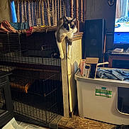 Maui joined the competition — help win amazing prizes! cat, indoor, wooden_divider, cage, curious, litter_box, television, clutter, warm_lighting, floor_mat, box, curtains, shelf, pet, home, animal, furniture, doorway, relaxed, window