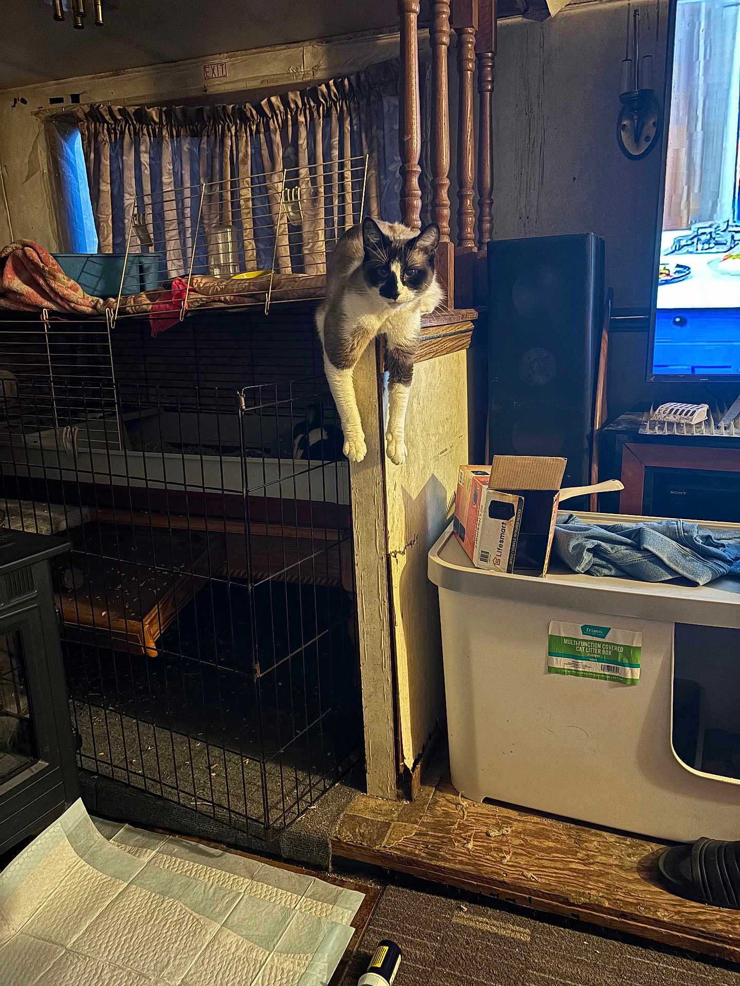 Maui joined the competition — help win amazing prizes! cat, indoor, wooden_divider, cage, curious, litter_box, television, clutter, warm_lighting, floor_mat, box, curtains, shelf, pet, home, animal, furniture, doorway, relaxed, window