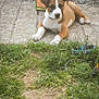 puppy, dog, grass, concrete, fence, dog_food, outdoor, pet, animal, brown, white, collar, curious, lying_down, young_dog, chain_link, ground, daylight, nature, domestic_animal