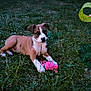 Happy participe au concours pour gagner de l'argent avec cette photo : puppy, dog, grass, outdoor, toy, play, animal, pet, nature, greenery, yellow, pink, young_dog, canine, summer, field, laying_down, playful, cute, fun