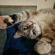 Lilly participe au concours pour gagner de l'argent avec cette photo : cat, tabby, pet, animal, fur, paw, playful, cute, closeup, indoor, relaxed, lying_down, whiskers, pink_nose, curious, stretching, soft_texture, mammal, domestic_cat, feline