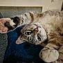 cat, tabby, pet, animal, fur, paw, playful, cute, closeup, indoor, relaxed, lying_down, whiskers, pink_nose, curious, stretching, soft_texture, mammal, domestic_cat, feline