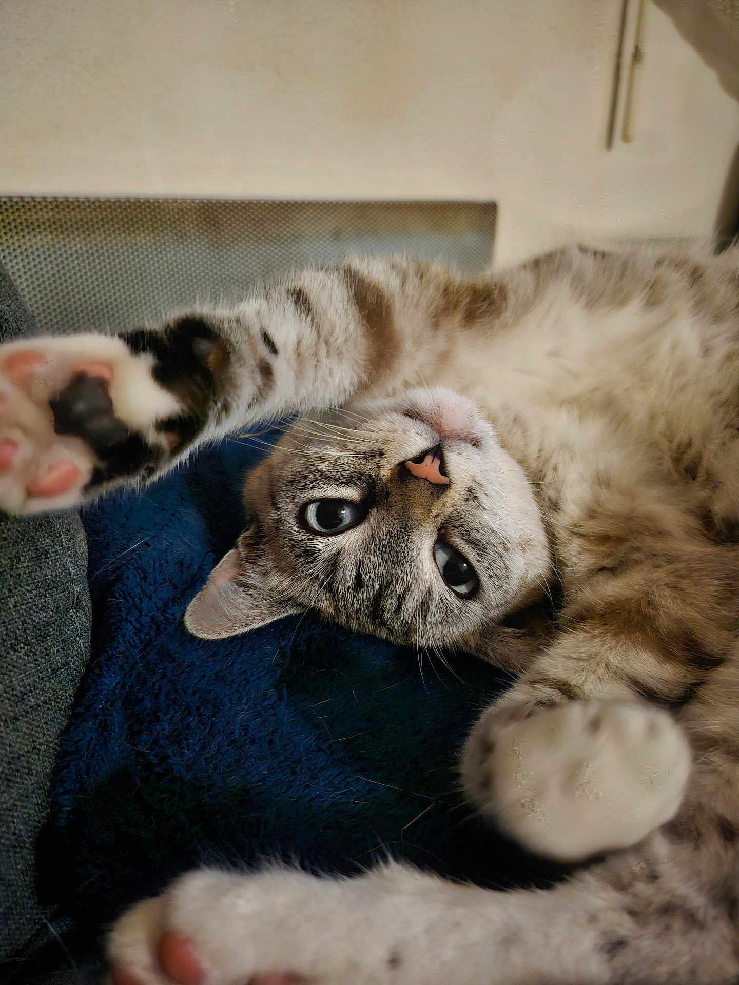 Lilly participe au concours pour gagner de l'argent avec cette photo : cat, tabby, pet, animal, fur, paw, playful, cute, closeup, indoor, relaxed, lying_down, whiskers, pink_nose, curious, stretching, soft_texture, mammal, domestic_cat, feline