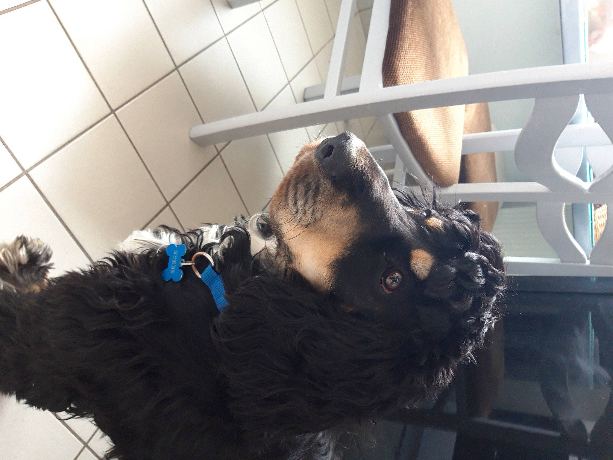 Salto participe au concours pour gagner de l'argent avec cette photo : art, fun, fur, fur_clothing, jaw, metal, natural_material, room, snout, sporting_group, tints_and_shades, wood