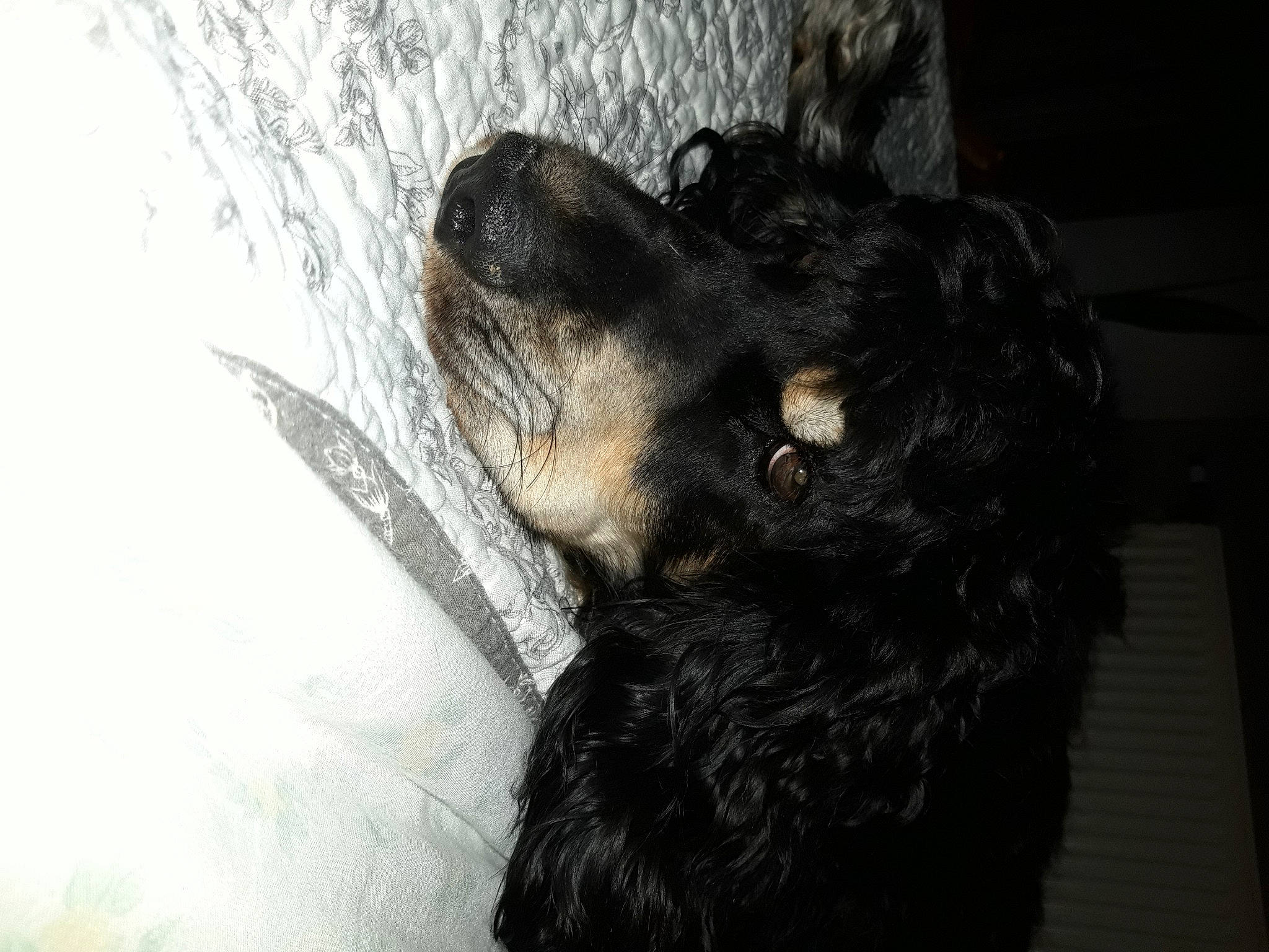 Salto participe au concours pour gagner de l'argent avec cette photo : canidae, carnivore, companion_dog, dog, dog_breed, fur, liver, snout, spaniel, sporting_group, terrestrial_animal, whiskers, working_animal