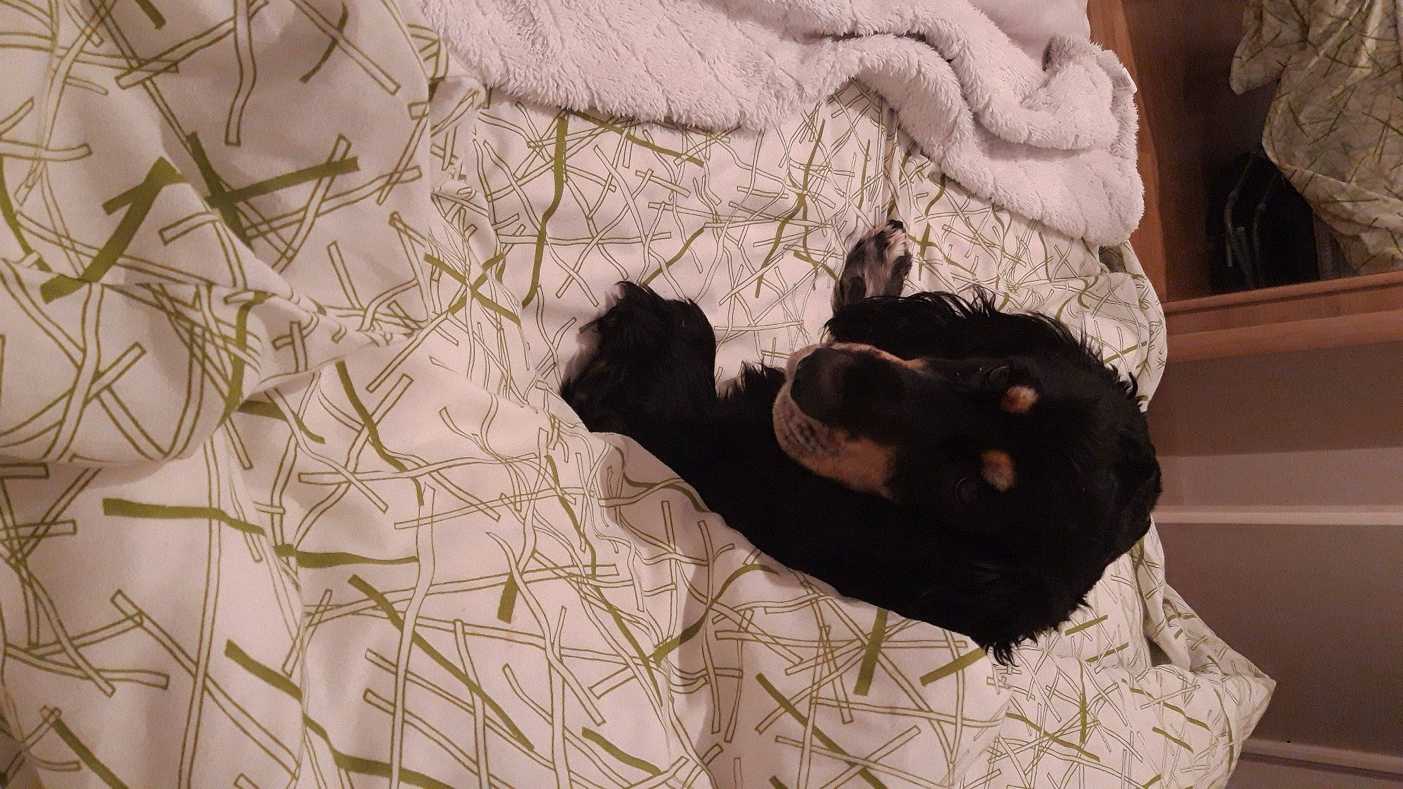 Salto participe au concours pour gagner de l'argent avec cette photo : art, black_cat, canidae, carnivore, cat, comfort, dog_breed, domestic_short_haired_cat, felidae, flooring, fur, linens, pattern, small_to_medium_sized_cats, sporting_group, tail, tints_and_shades, twig, whiskers, wood