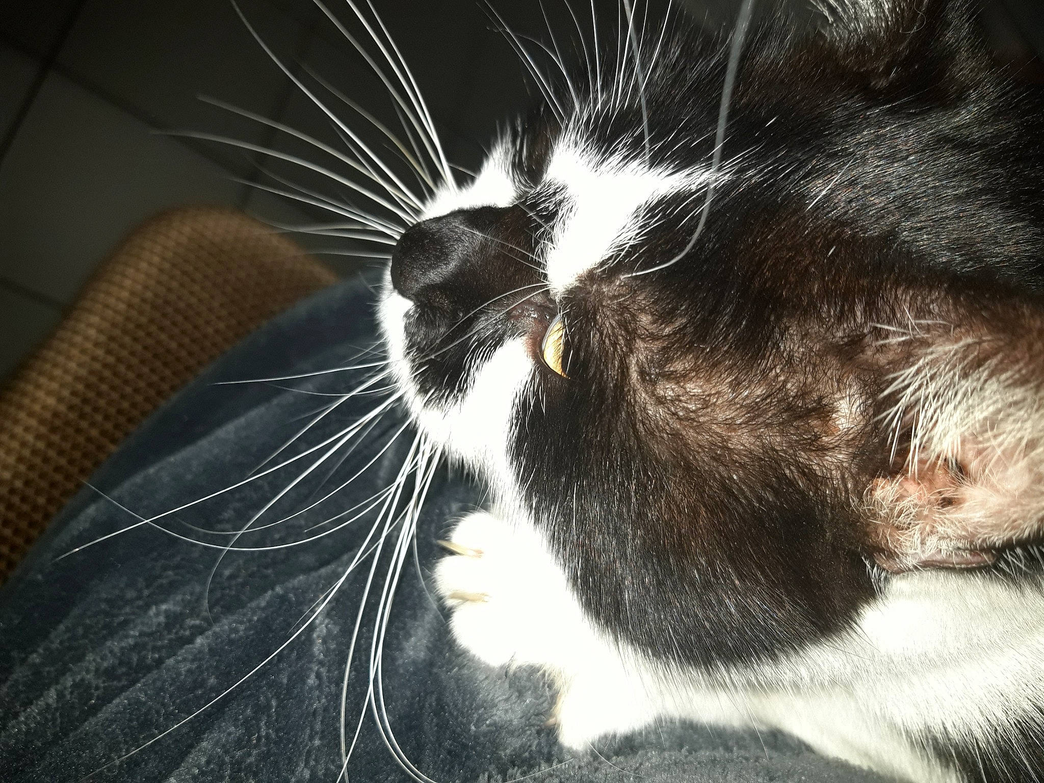 Miou participe au concours pour gagner de l'argent avec cette photo : carnivore, cat, claw, comfort, domestic_short_haired_cat, felidae, foot, fur, hand, human_leg, monochrome, monochrome_photography, paw, plant, sleep, small_to_medium_sized_cats, snout, tail, whiskers