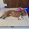 dog, sleeping, brown_dog, white_markings, pet, animal, bed, pet_bed, plush_blanket, toy, purple_toy, indoor, bedroom, relaxed, lying_down, resting, cozy, blue_lighting, wooden_headboard, photography