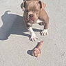 Maya participe au concours pour gagner de l'argent avec cette photo : dog, puppy, brown_dog, bulldog, standing, bone, chew_toy, outdoor, concrete, driveway, sunlight, shadow, pet, animal, portrait, front_view, short_coat, white_paws, floppy_ears, food