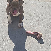 Maya participe au concours pour gagner de l'argent avec cette photo : dog, puppy, brown_dog, sitting, tongue, open_mouth, floppy_ears, white_chest, white_paws, chew_toy, bone, outdoor, pavement, sunlight, shadow, grass, portrait, pet, playful, animal