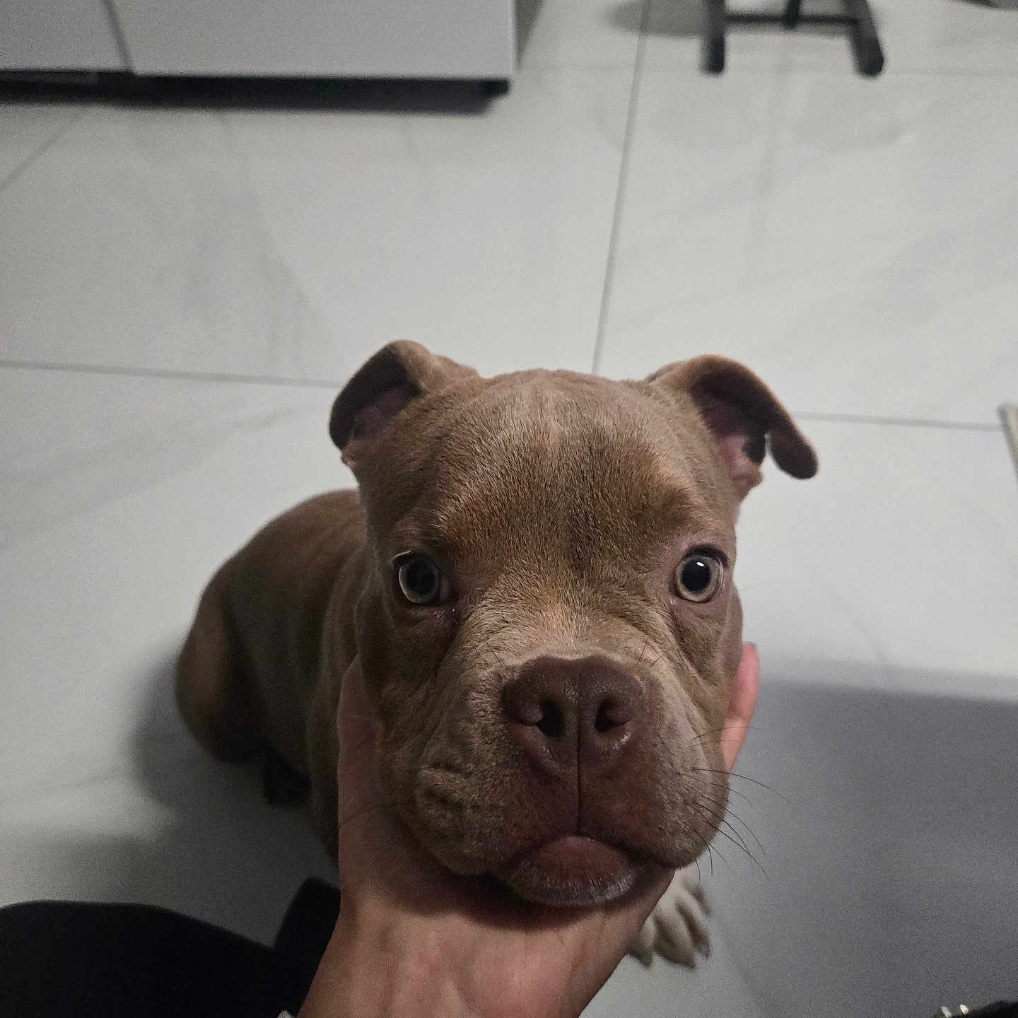 Maya a rejoint le concours — aidez-le/la à gagner de superbes lots ! dog, puppy, pet, brown_dog, short_hair, floppy_ears, wide_eyes, nose, muzzle, portrait, close_up, indoor, tiled_floor, kitchen, food_bowls, pet_feeding_station, human_hand, sitting, centered_composition, adorable