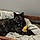 Miss Kitty