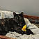 Miss Kitty