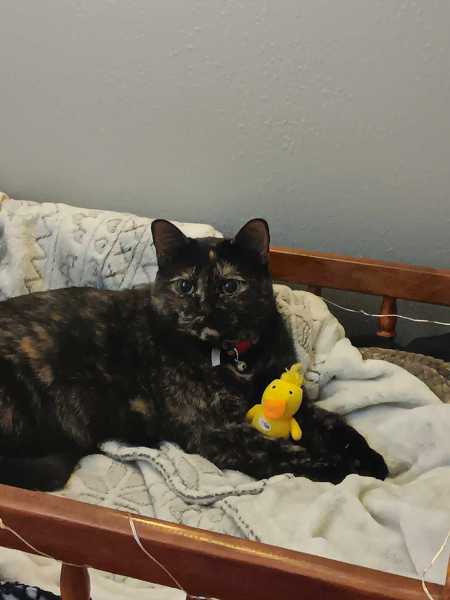 Miss Kitty