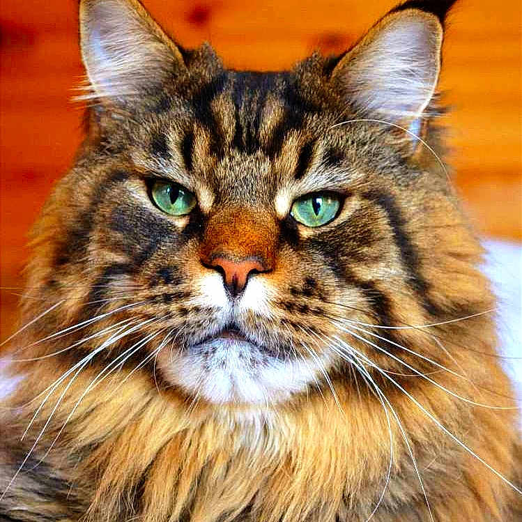 Phigaro a rejoint le concours — aidez-le/la à gagner de superbes lots ! abyssinian, angora, animal, bodypart, brasssection, cat, electronics, face, hardware, head, horn, kitten, manx, musicalinstrument, person, pet, photography, portrait, sleeping, snout