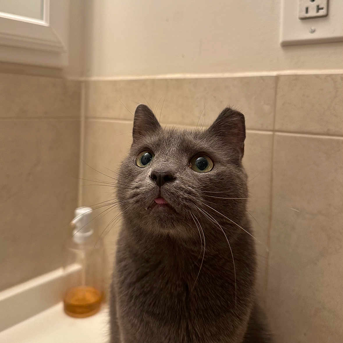 Pepe joined the competition — help win amazing prizes! abyssinian, animal, bathing, bathroom, bathtub, bodypart, brush, cat, device, indoors, jar, kitten, manx, mouth, person, pet, room, sink, tool, tub