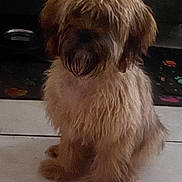 Mary is registered to the contest to win money with this photo: dog, shaggy_fur, sitting, indoor, pet, fluffy, canine, floor, mat, paw_prints, brown, long_hair, cute, animal, companion, domestic, furry, quiet, still, portrait