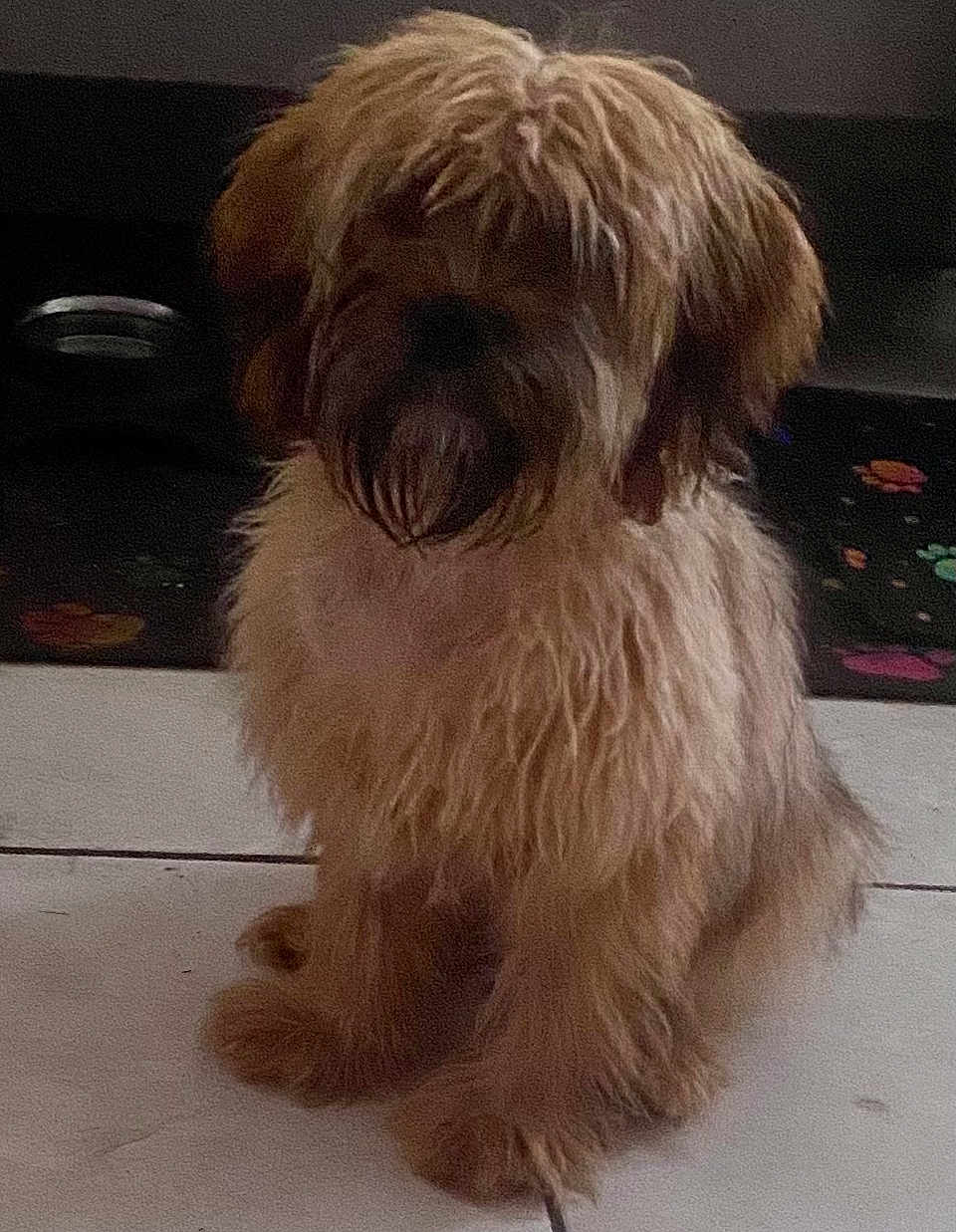 Mary is registered to the contest to win money with this photo: dog, shaggy_fur, sitting, indoor, pet, fluffy, canine, floor, mat, paw_prints, brown, long_hair, cute, animal, companion, domestic, furry, quiet, still, portrait