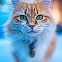 cat, tabby_cat, orange_cat, green_eyes, whiskers, fur, close_up, portrait, pet, collar, bokeh, shallow_depth_of_field, outdoor, animal, domestic_cat, nose, ears, facial_closeup, soft_background, golden_hour