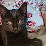 Artémis participe au concours pour gagner de l'argent avec cette photo : cat, black_cat, animal, pet, close_up, yellow_eyes, fur, person, tattoo, floral_shirt, resting, indoor, cozy, portrait, cute, feline, whiskers, paw, relaxed, companion